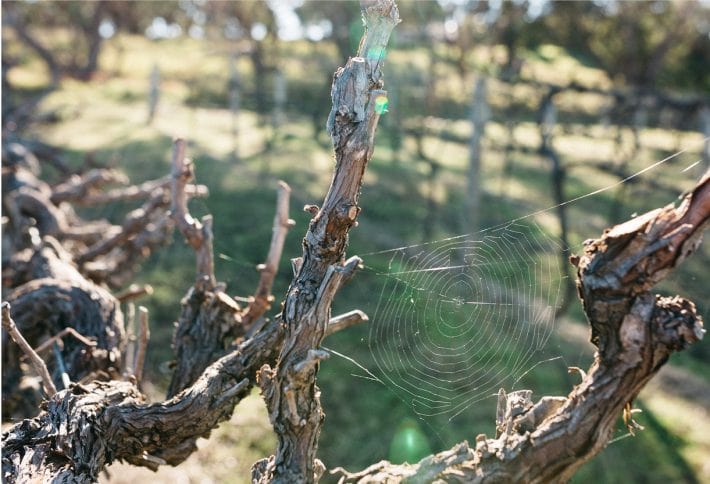 https://vinocorpperu.com/images/bodegas/darenberg/The-Wine-Sustainability-Pests-710x484-min.jpg